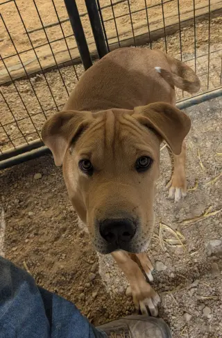 Remington
