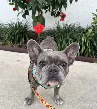 Stella FH