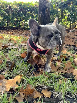 Stella FH