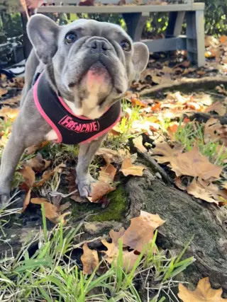 Stella FH