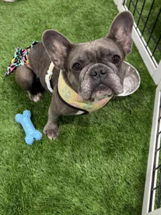 Stella FH