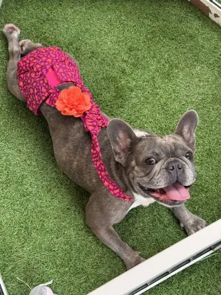 Stella FH