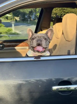 Stella FH