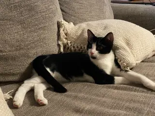 Boba ( Napa GDS)