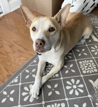 Gunnar