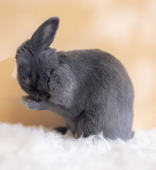 Simon