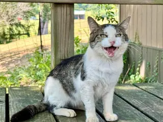 Otis FIV(+)