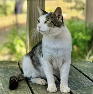 Otis FIV(+)