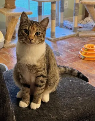 Phoebe