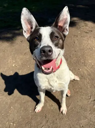 Miss Misty
