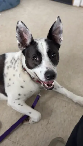 Miss Misty