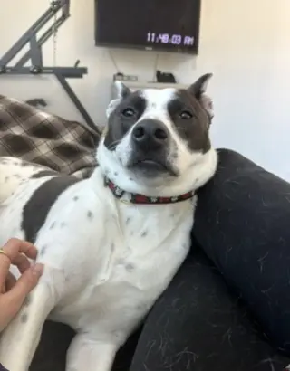 Miss Misty
