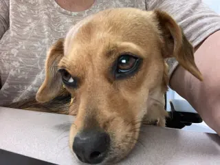 Suzie