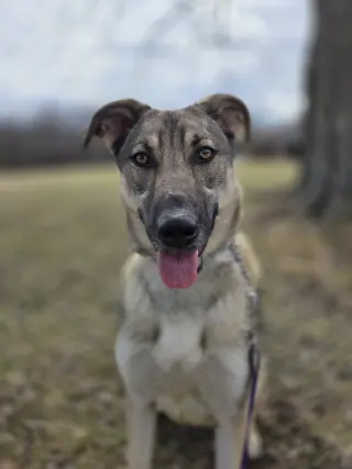 Moxie