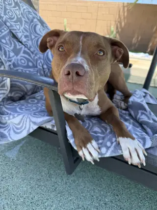 MILLIE
