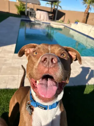 MILLIE