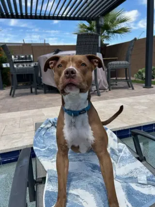 MILLIE