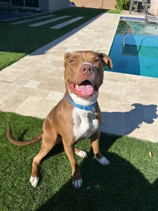 MILLIE