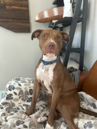 MILLIE