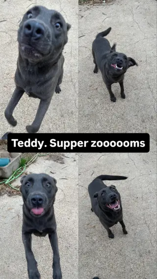 Teddy