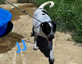JJ