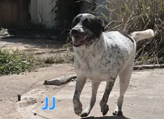 JJ