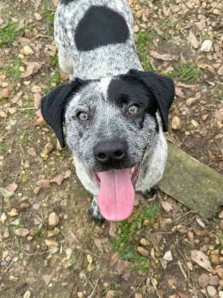 BB