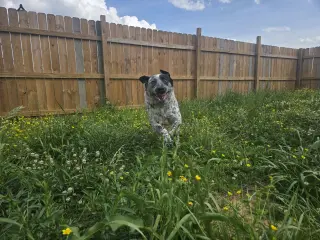 BB