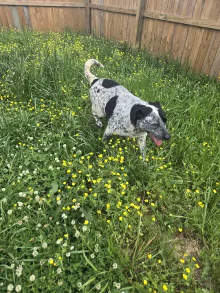 BB