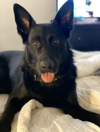 Maverick (Tangerine Litter)