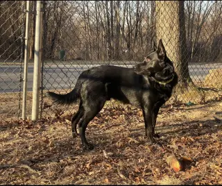 Maverick (Tangerine Litter)