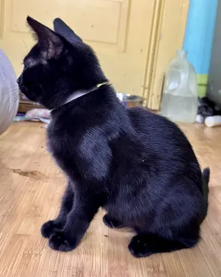 Petunia