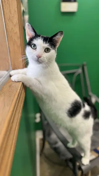 Ori
