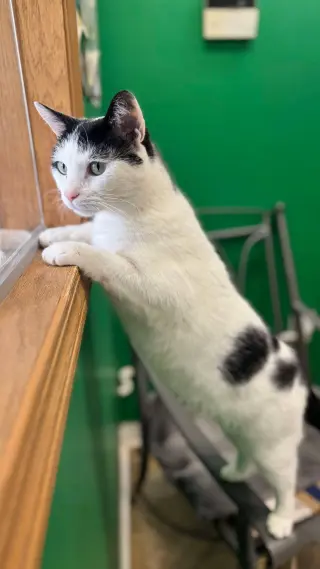 Ori