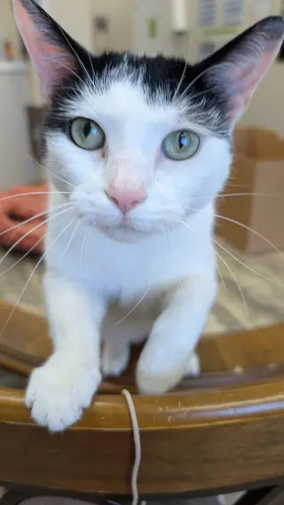Ori
