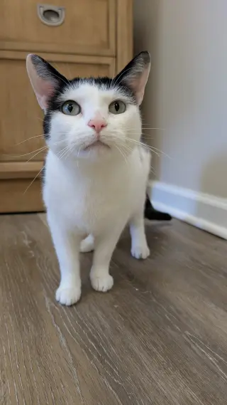 Ori