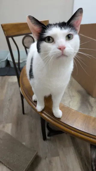 Ori