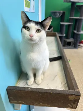 Ori