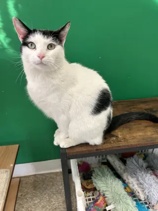 Ori