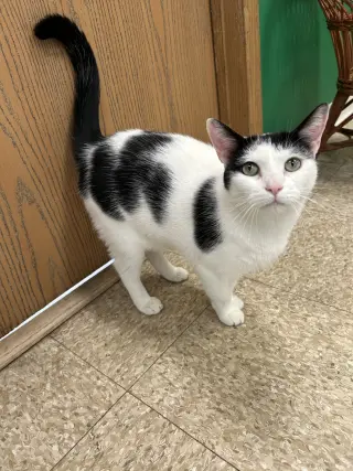 Ori