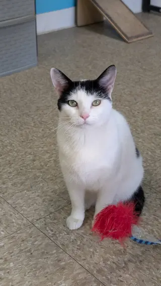 Ori