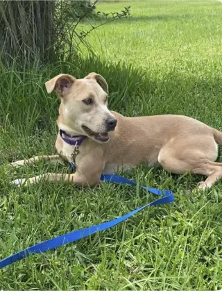 Phoebe