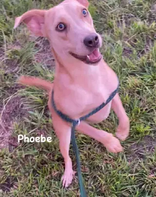 Phoebe