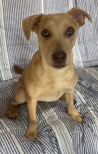 Phoebe