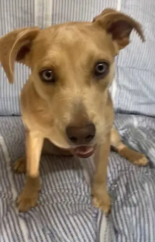 Phoebe