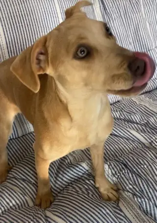 Phoebe
