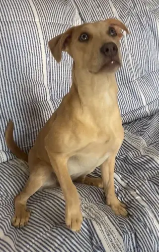 Phoebe