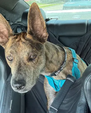 Saint- Diamond Dog