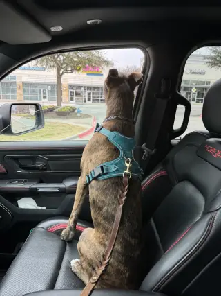 Saint- Diamond Dog