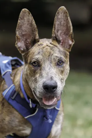 Saint- Diamond Dog